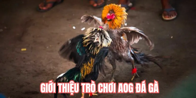 Đôi nét về sảnh trò chơi AOG đá gà